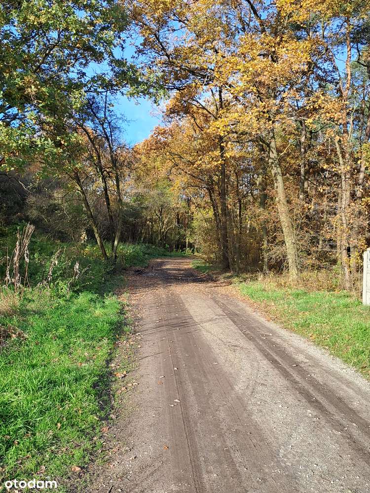 Działka budowlana przy lesie w miejscowości Skałowo, gm. Kostrzyn - Pełny obrazek: 4/6