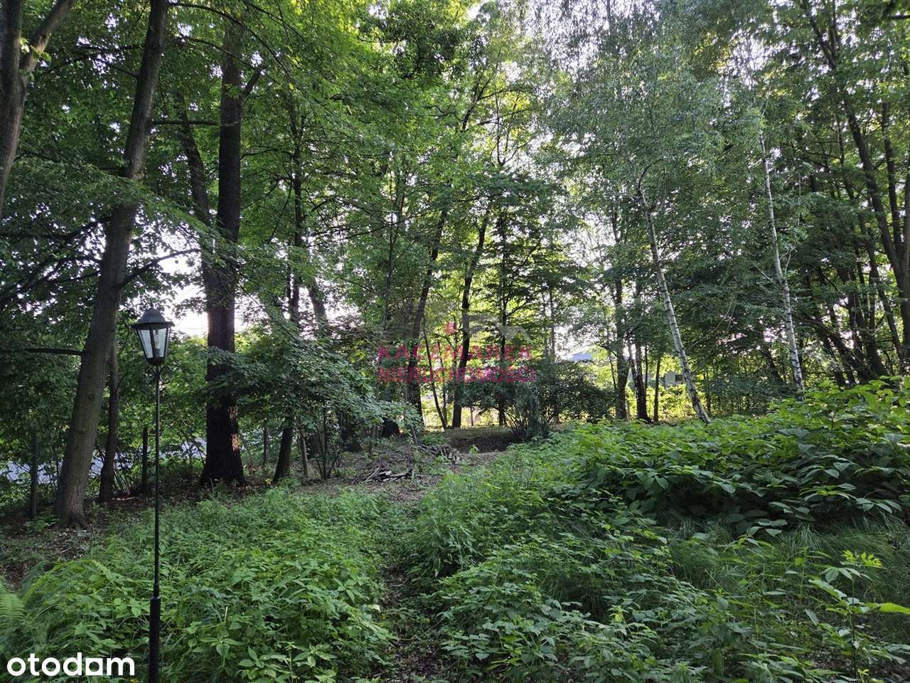 Wyjątkowa działka z dębami w sercu Goczałkowic!-1