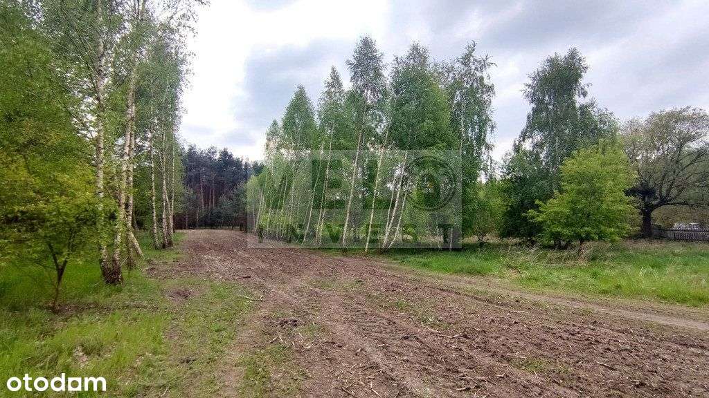 Młodzikówko, gm. Krzykosy - działka budowlana - Pełny obrazek: 4/6