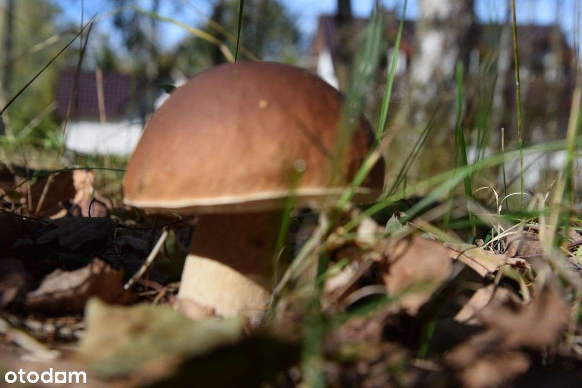 Dwa domy z potencjałem i dużą działką na Kaszubach-11