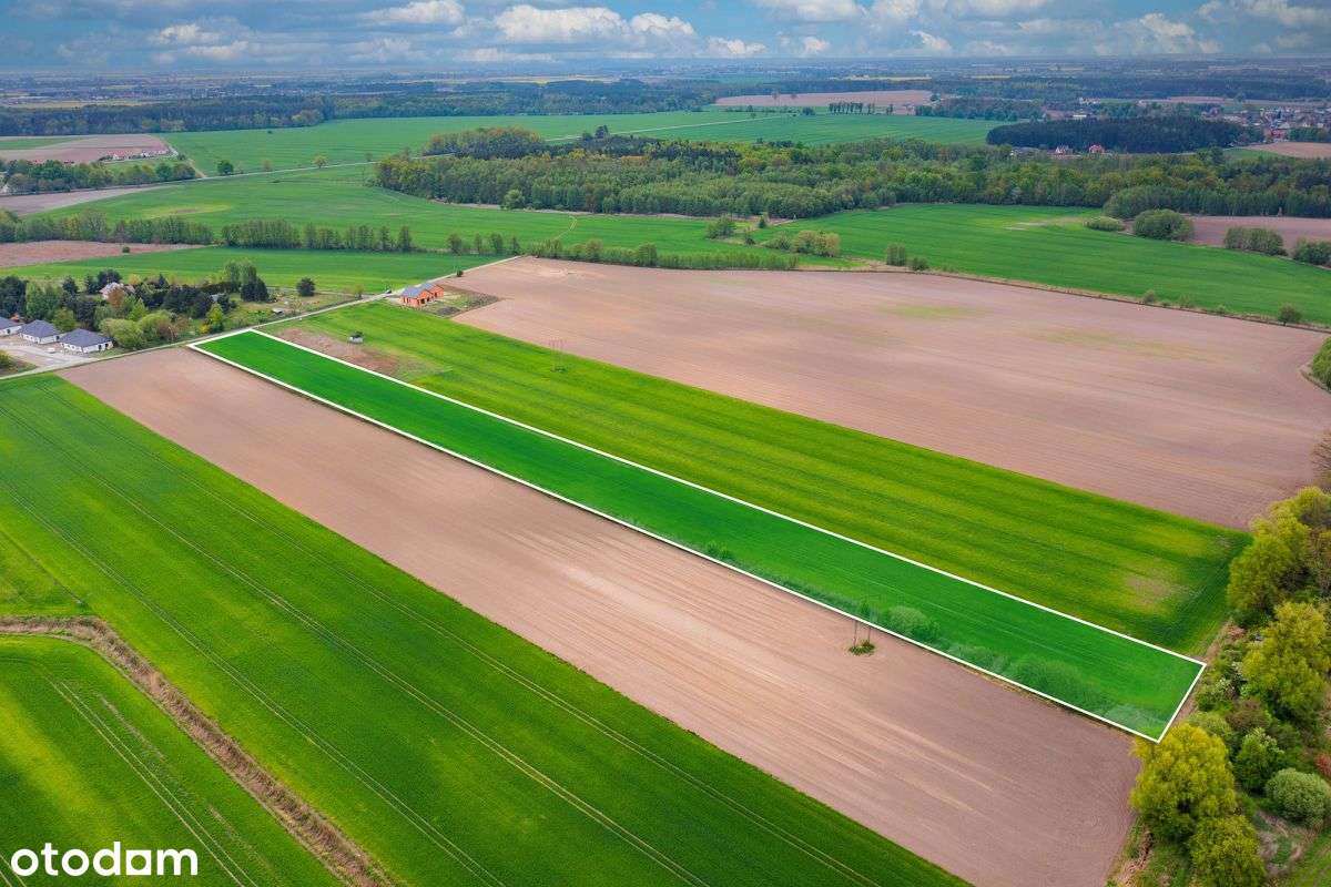 Duża działka rolno-budowlana w Piszkawie - Pełny obrazek: 5/7