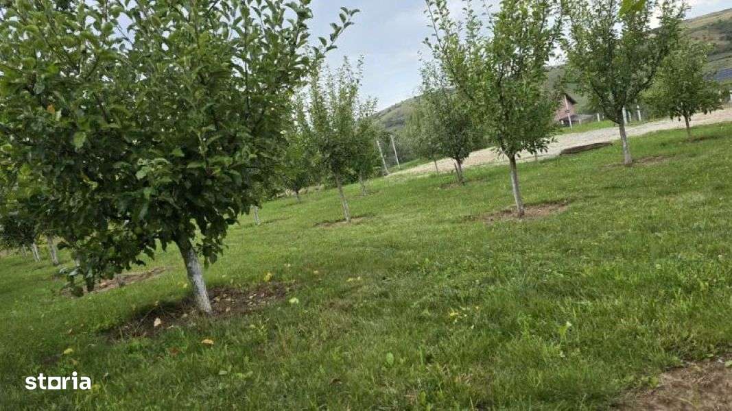 Teren Intravilan-Daia - Imagine principală: 4/6