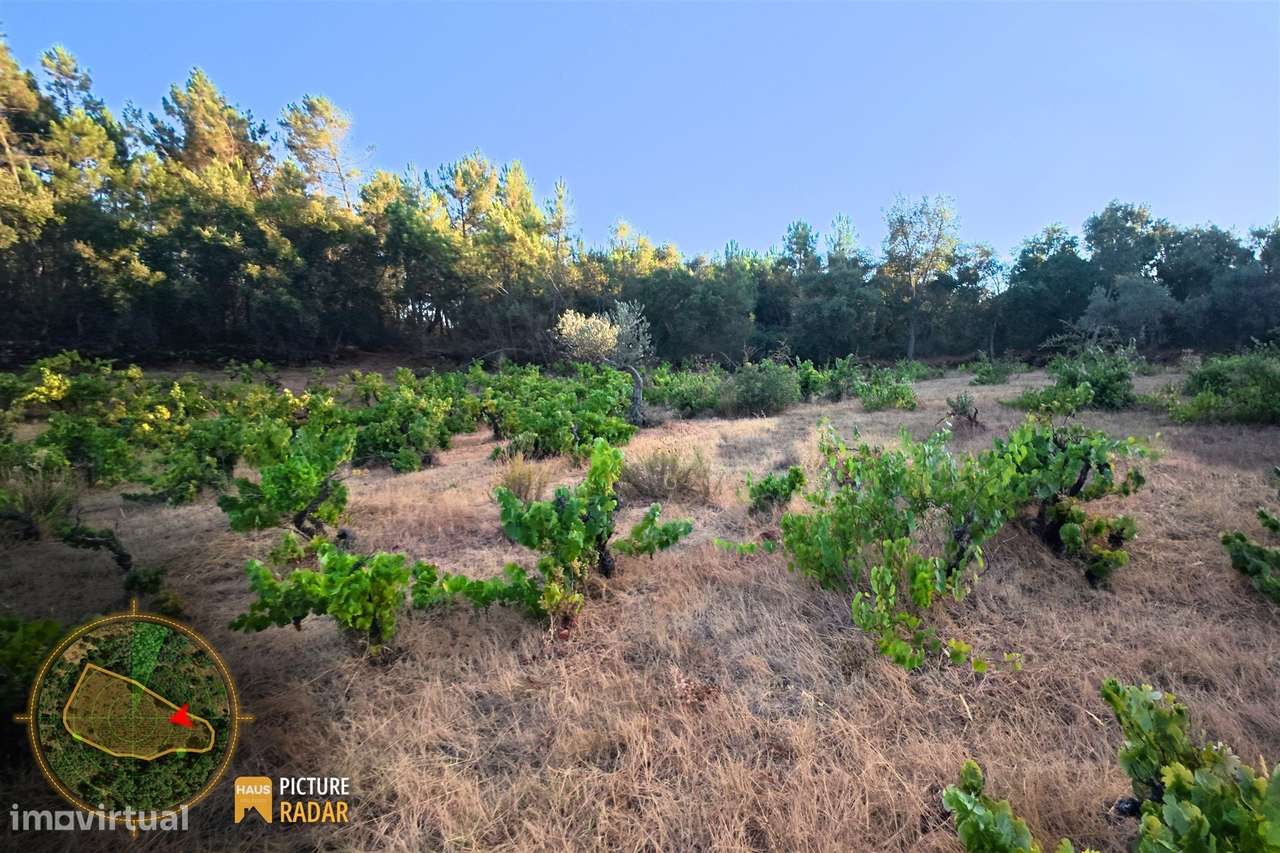 Terreno com Vinha e Poço em Granito | Salgueiro do Campo-17