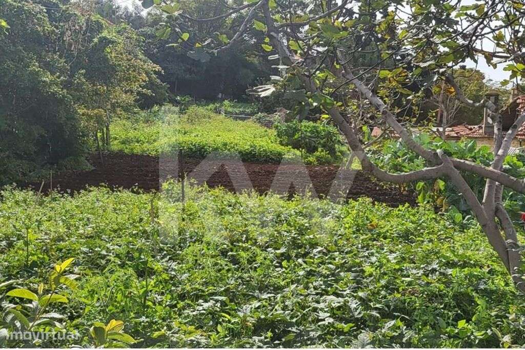 Terreno com armazém em ruína inseridos na Quinta da Boa Vista - Grande imagem: 5/12