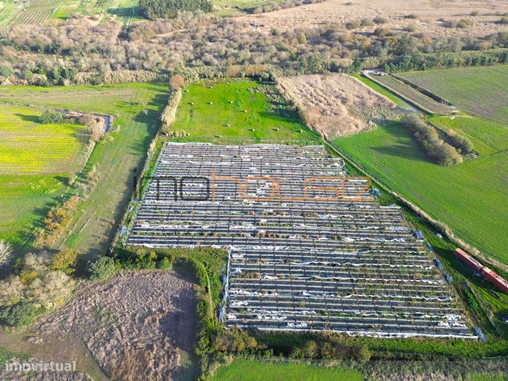 Quinta de 3,24ha - A 5min. Montemor-o-Velho-3