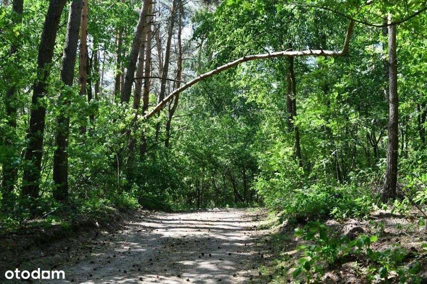 Murzynowo Leśne działka budowlana przy lesie-4