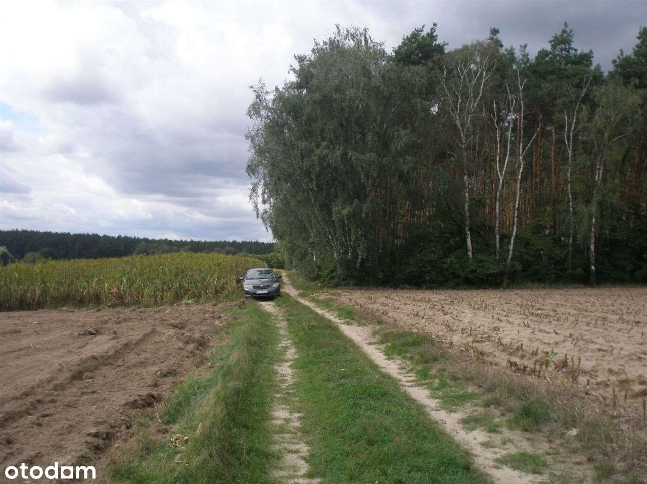 Atrakcyjne działki w Sepnie koło Zielątkowa-5