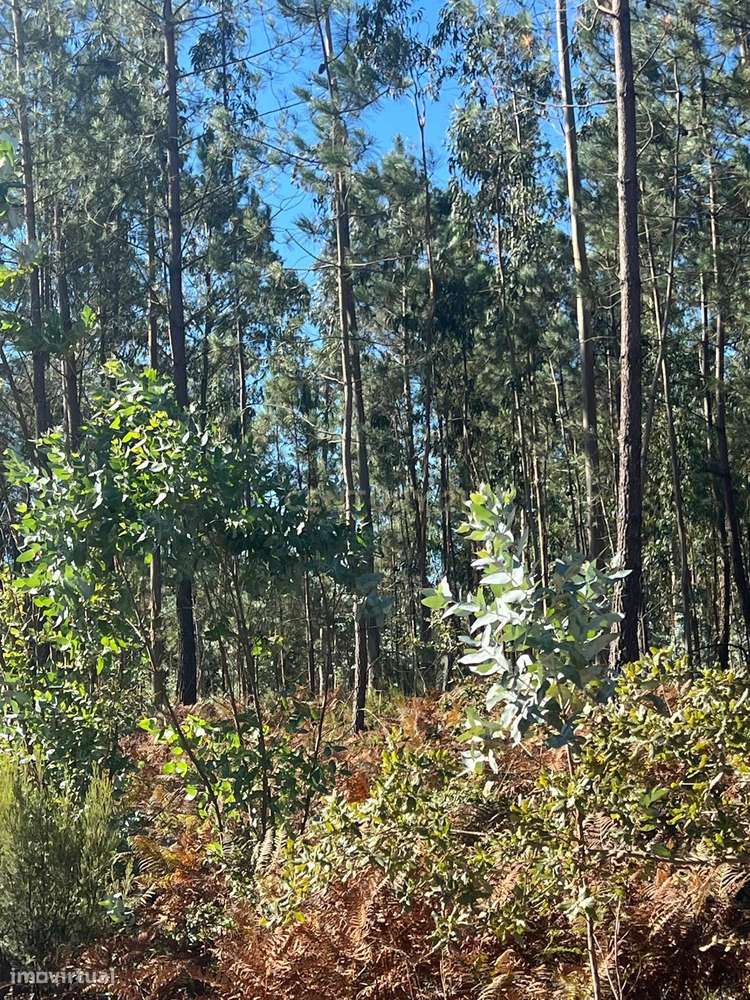 Terreno rústico 1.300m2 em São Mamede, Batalha - Grande imagem: 3/8