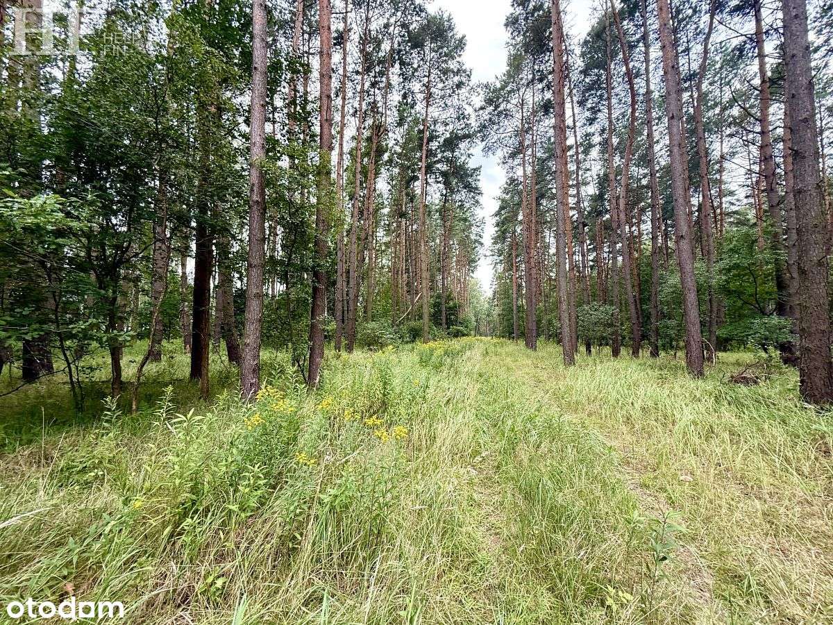 3 działki budowlane-  Warszawska,  las - Pełny obrazek: 4/10