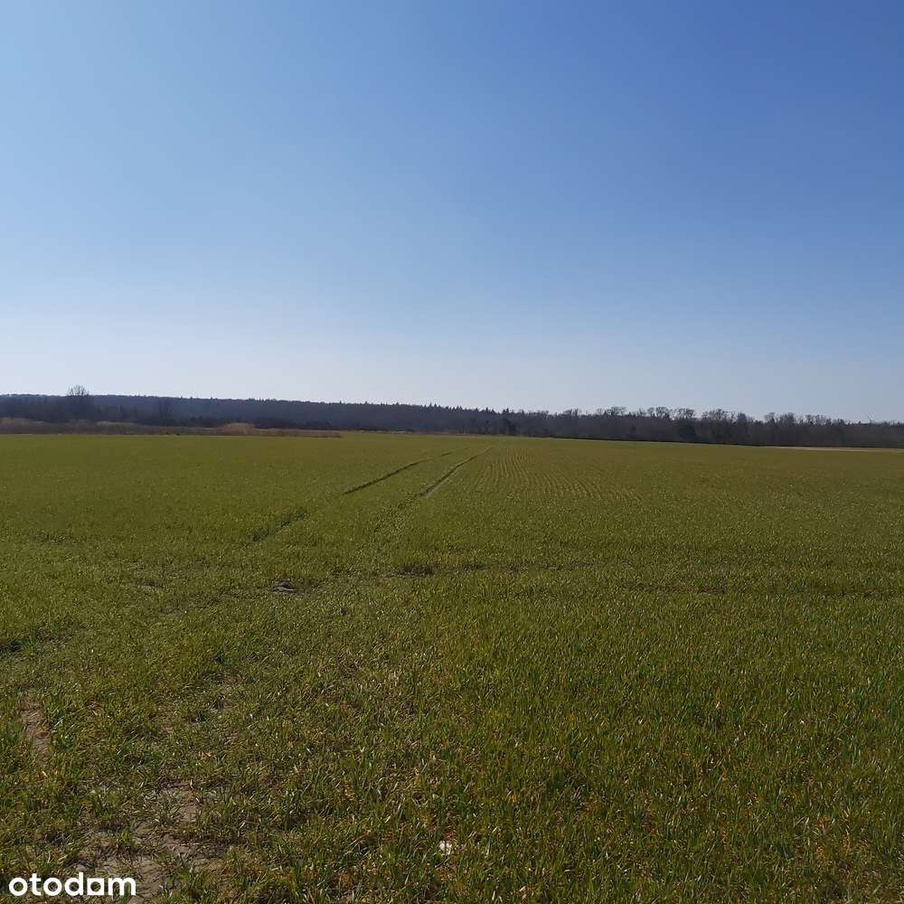 Rola pod inwestycję, Nienawiszcz ,blisko jezioro-4