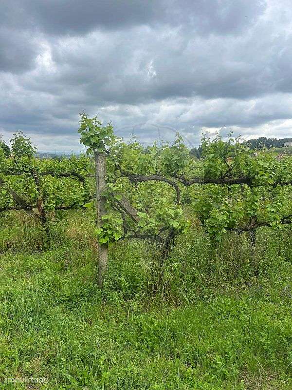 Terreno  para venda - Grande imagem: 4/4