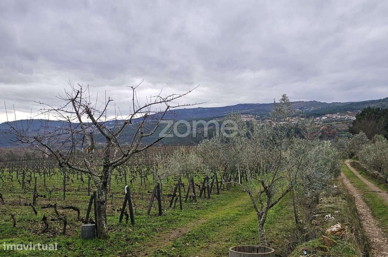 Terreno Agrícola – 22.800 m² – Vilar de Maçada, Alijó-6