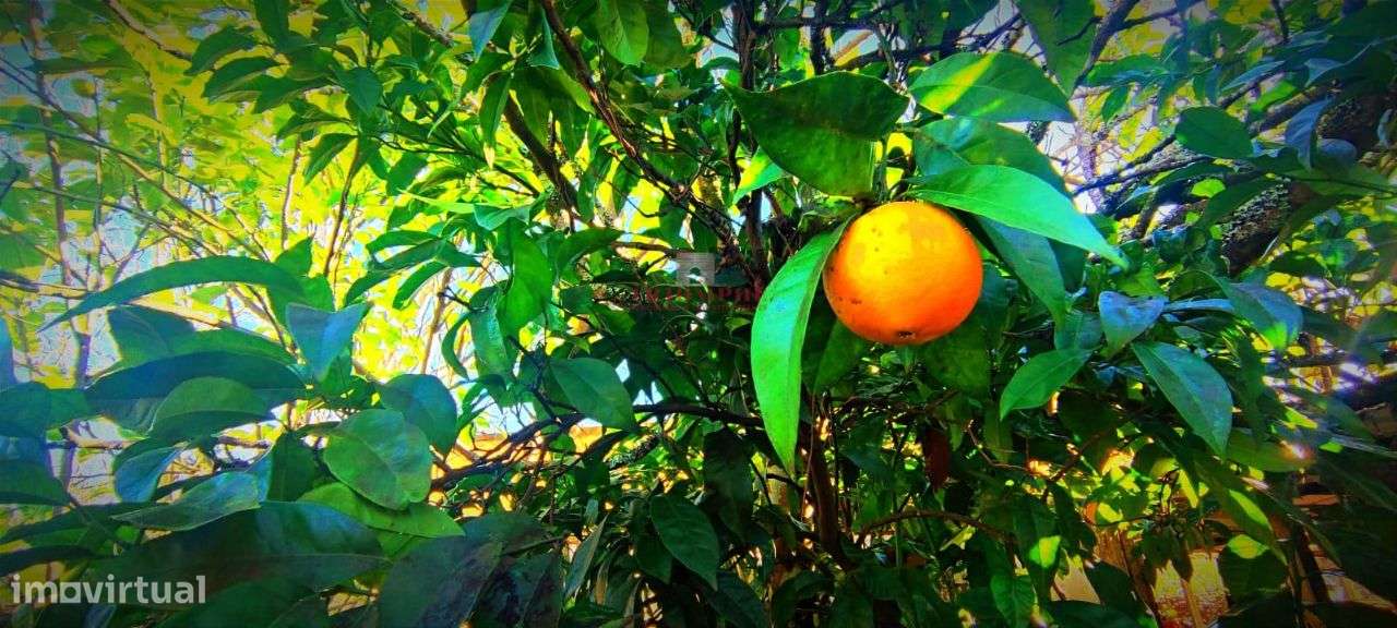 Moradia T2 + 1 com pequena Quinta, Alvorge, Ansião - Grande imagem: 2/23