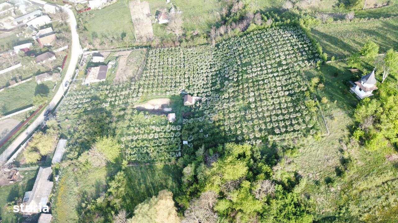 Hala - Spatiu Comercial - Livada , Sat Ciuturesti - Com. Secuieni-15