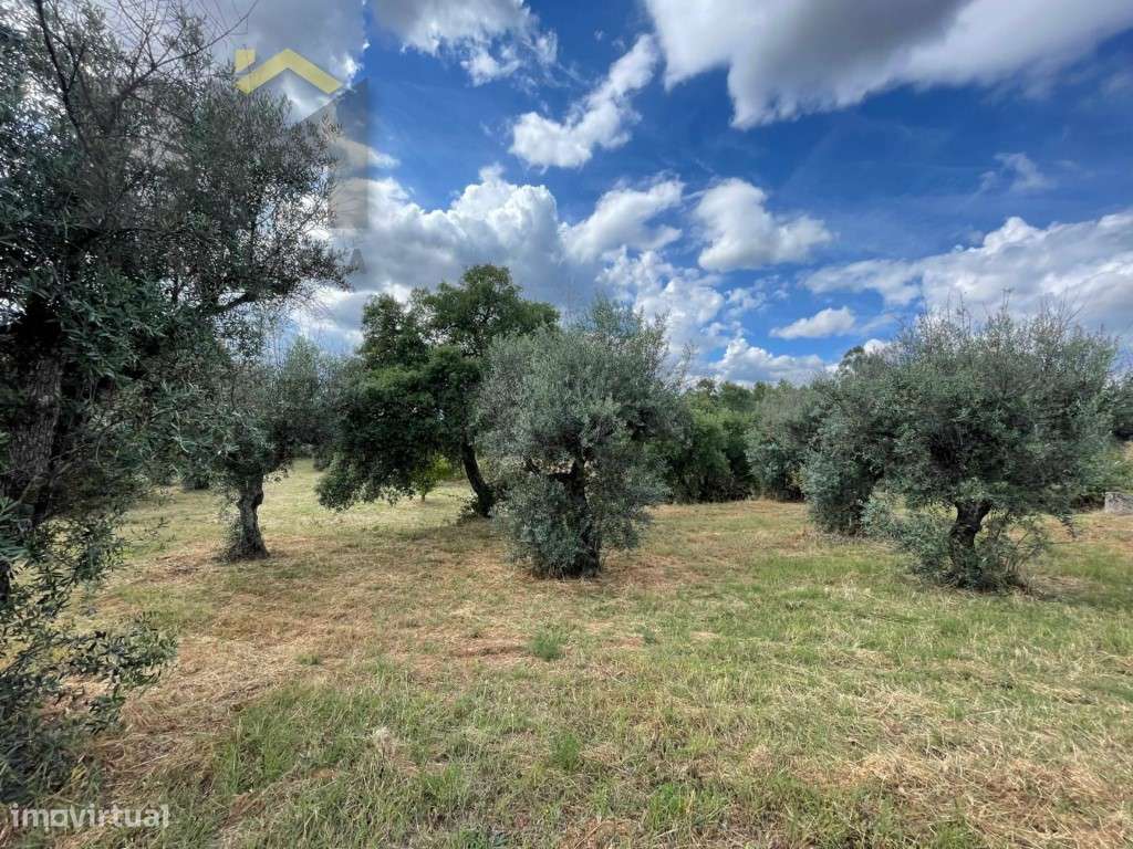 Quinta em Juncal do Campo - 4920m² de pura tranquilidade - Grande imagem: 5/21