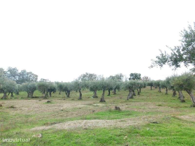 Quinta T1 / Fundão, Orca - Grande imagem: 2/19