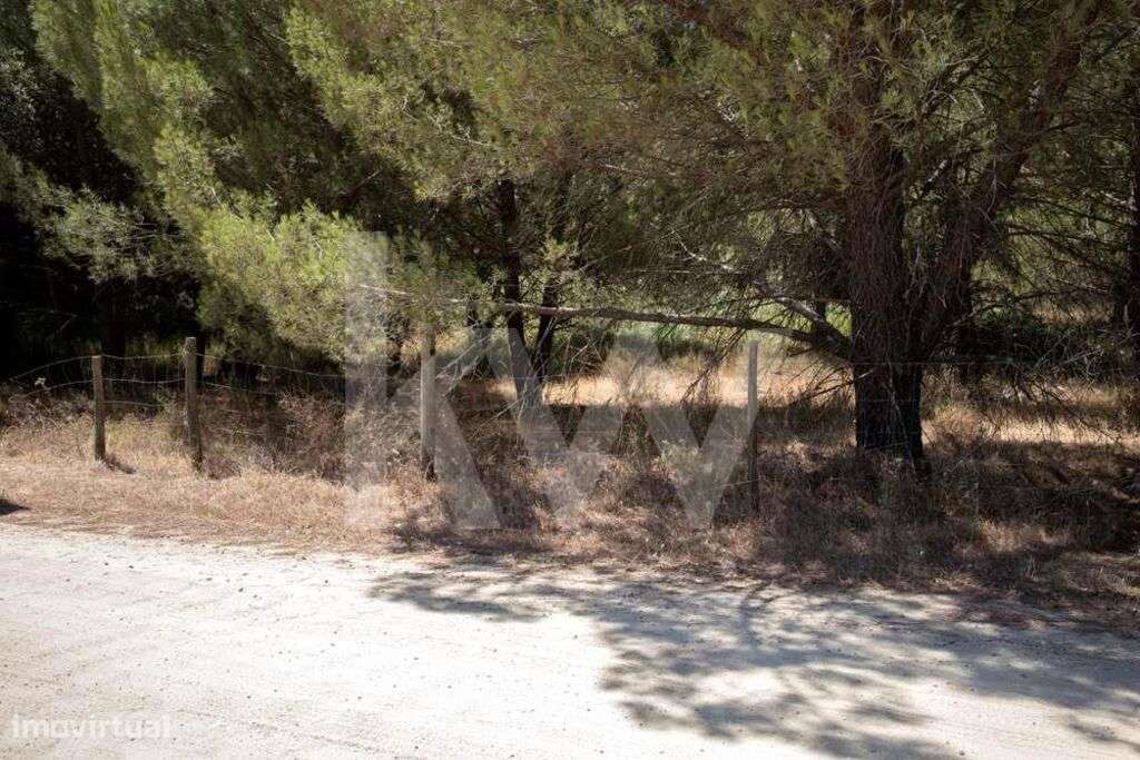 Terreno em Santo Estevão - Grande imagem: 4/13