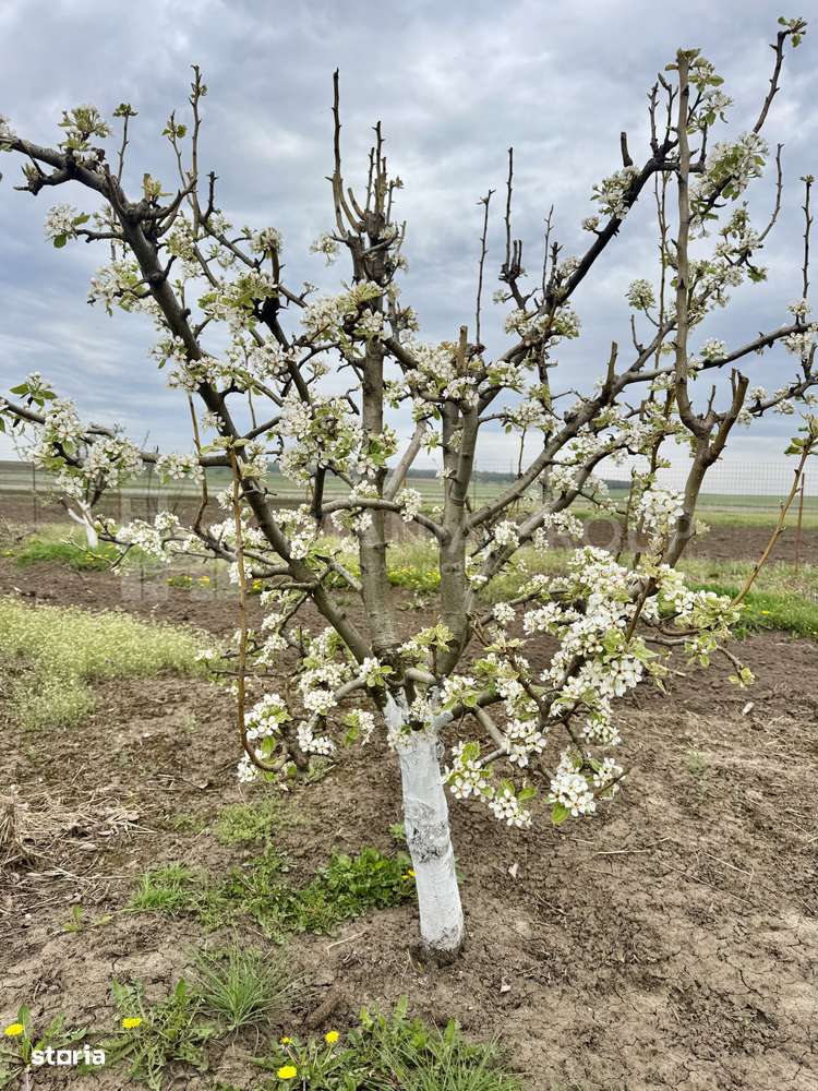 Livada+gradina, teren intravilan 2902mp, Damienesti-Bacau, comision 0 - Imagine principală: 5/16