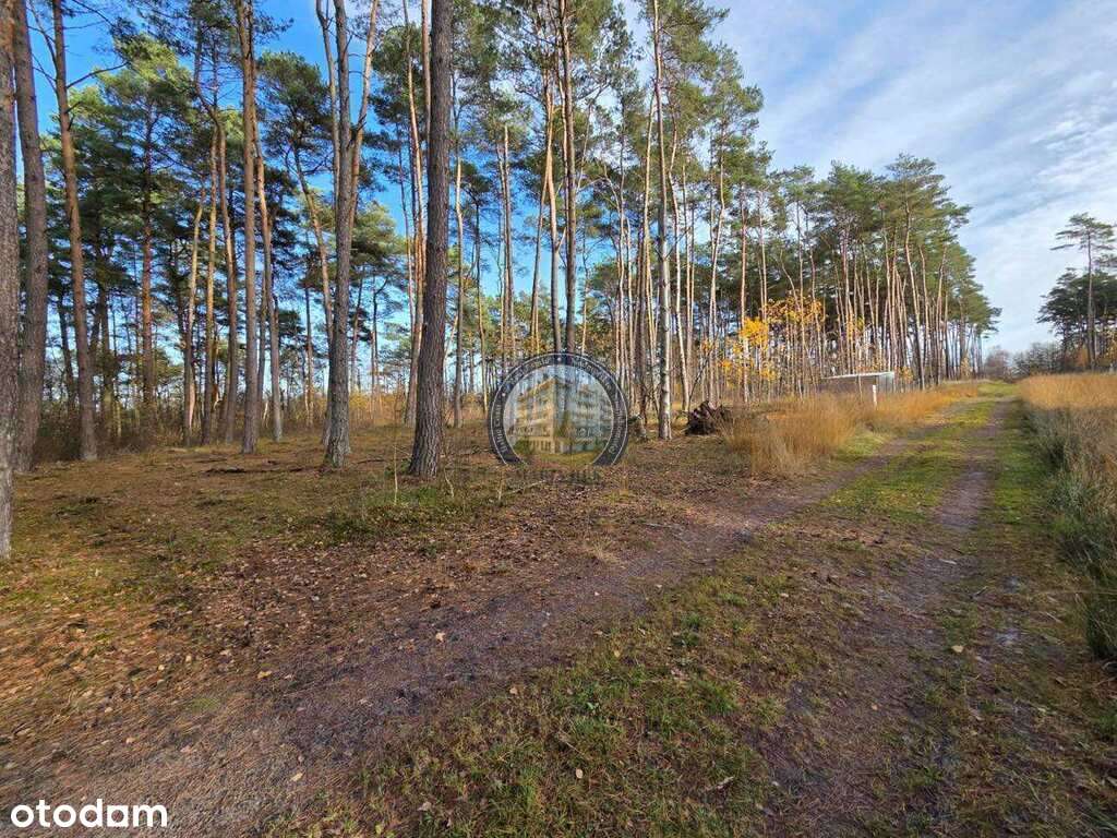 Działka w lesie, pod dom 900 m od plaży - Pełny obrazek: 4/13