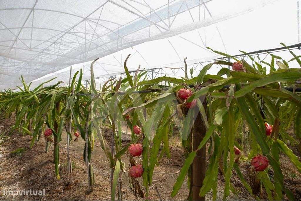 Terreno com Estufas e Infraestrutura Completa em São João das Lampas e - Grande imagem: 4/27