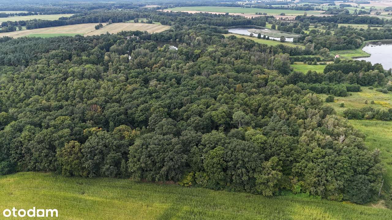 Osada Jagodowa | Kompleks działek budowlanych w środku lasu-6
