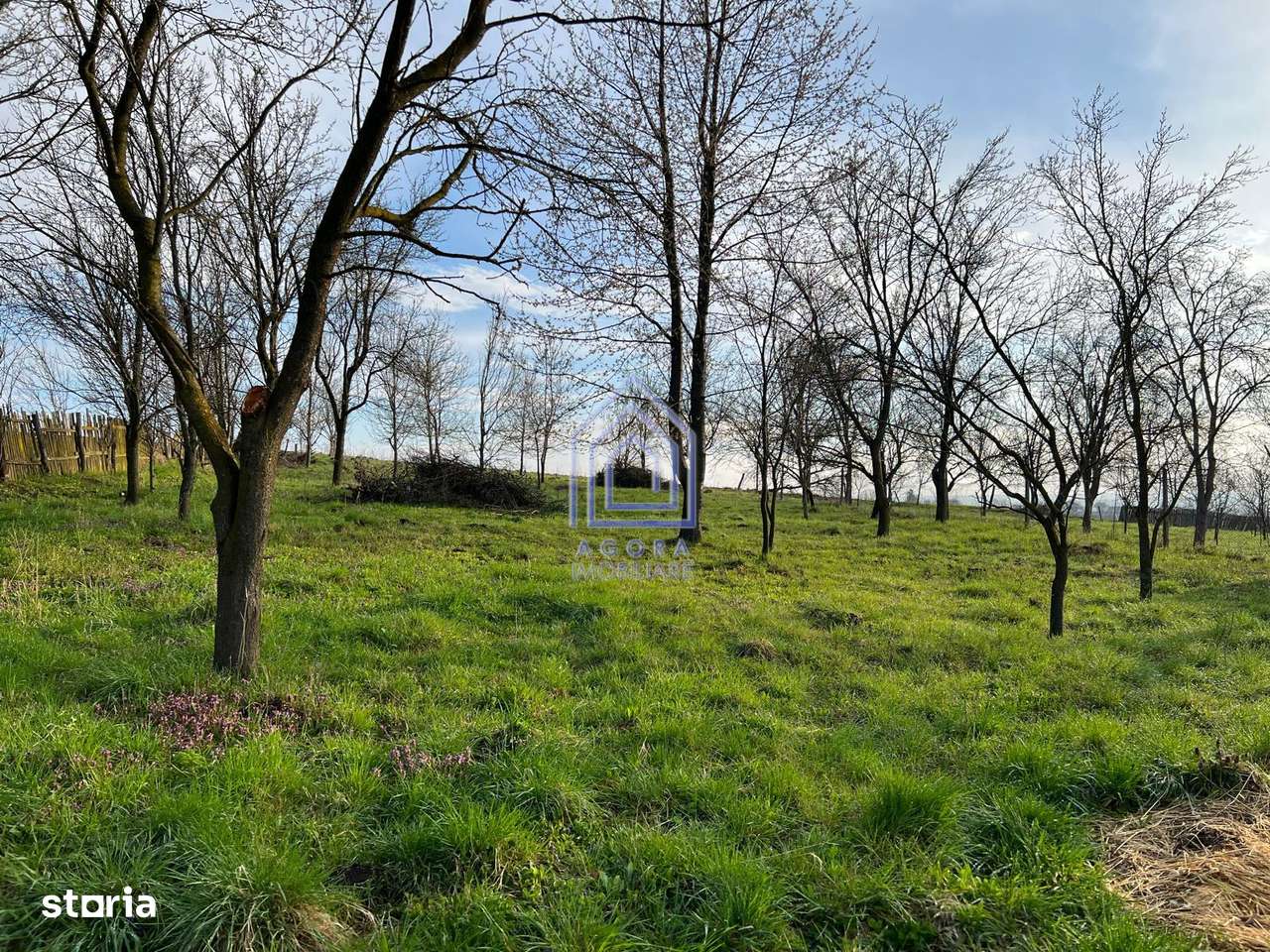 48 ari teren , cu casa batraneasca, Antoceni, Forasti, Suceava-5