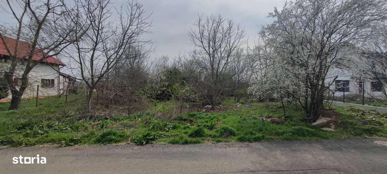 Vand teren de 1500 mp in Caciulati, com. Moara Vlasiei, jud. Ilfov - Imagine principală: 3/6