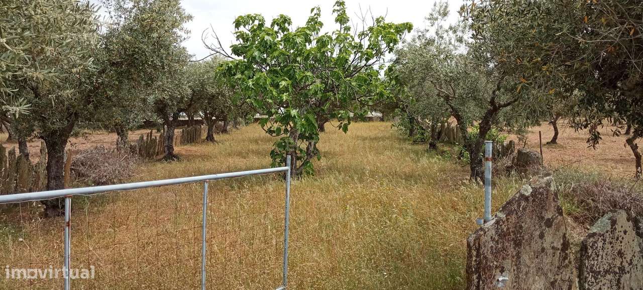 Terreno 4250m2 ,Lentiscais, Castelo Branco - Grande imagem: 5/6