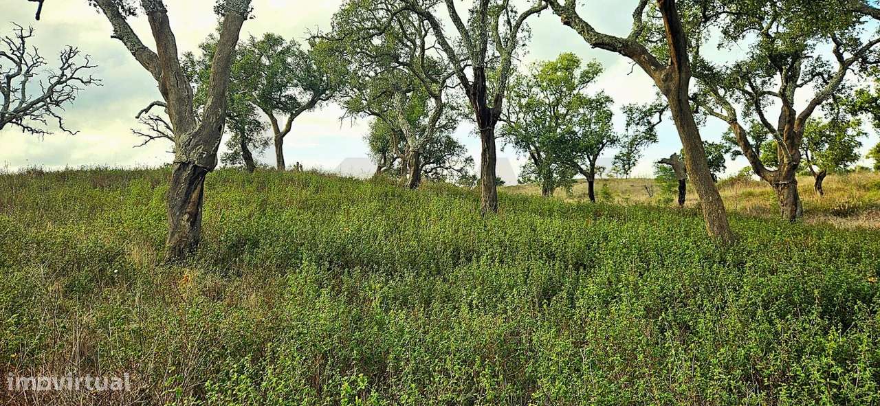 Refúgio em Grândola: 4,5 Hectares com Viabilidade, Nascente e Proximid - Grande imagem: 5/32