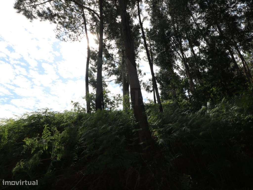 Bouça com eucaliptos. - Grande imagem: 4/4