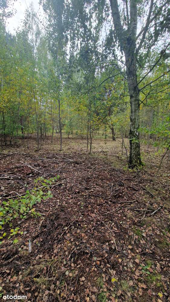 Do negocjacji  -  działki w miejscowości   Jaktorów - Kolonia - Pełny obrazek: 5/6