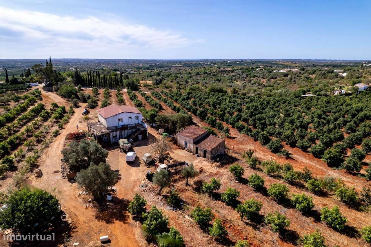 Terreno agrícola em Silves com 8,4 hectares e 3.200 abacateiros em ple - Grande imagem: 4/18