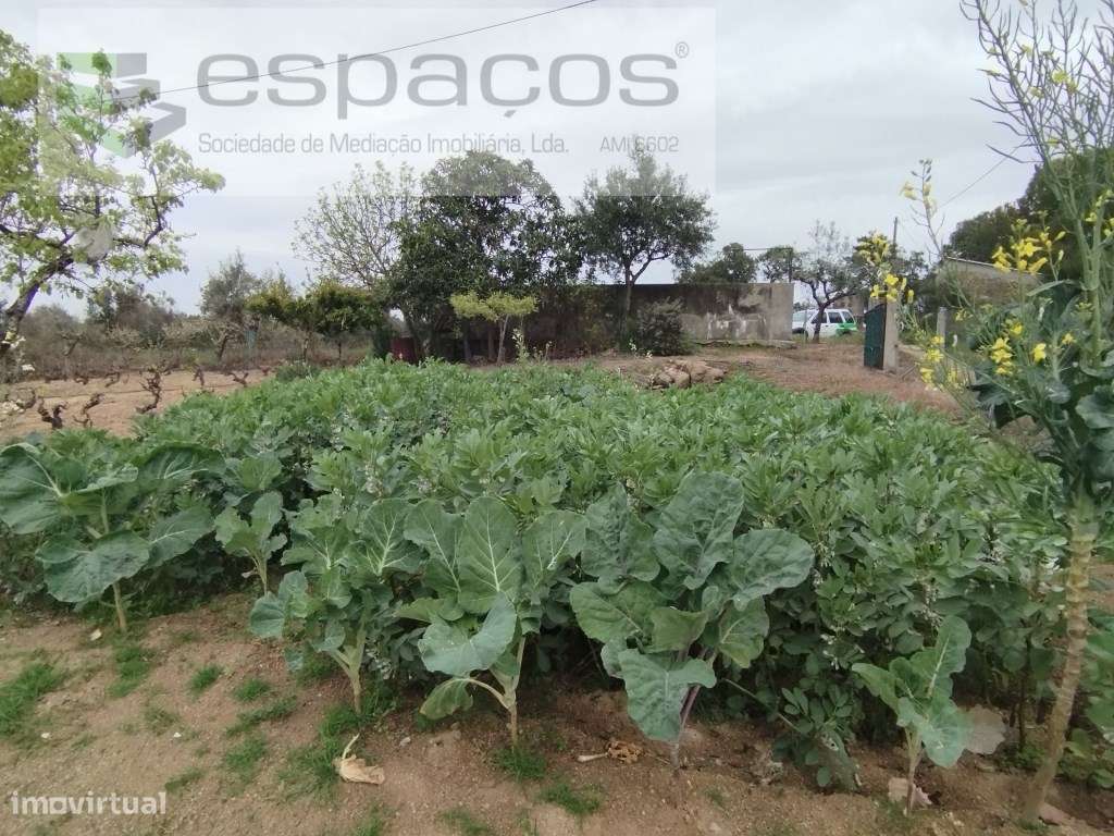Quintinha 15 minutos Castelo Branco - Grande imagem: 4/25
