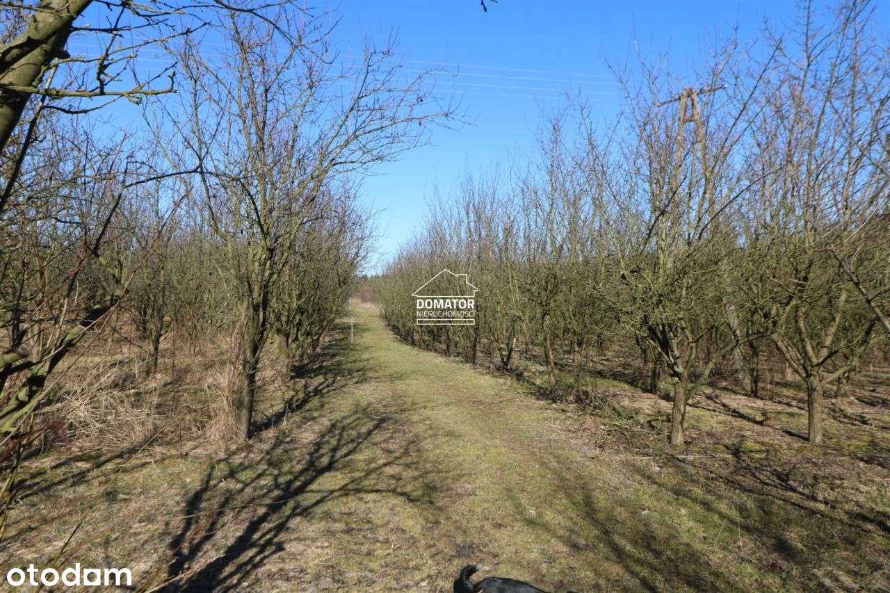 Działka 3012 m2 Tryszczyn - Pełny obrazek: 4/9