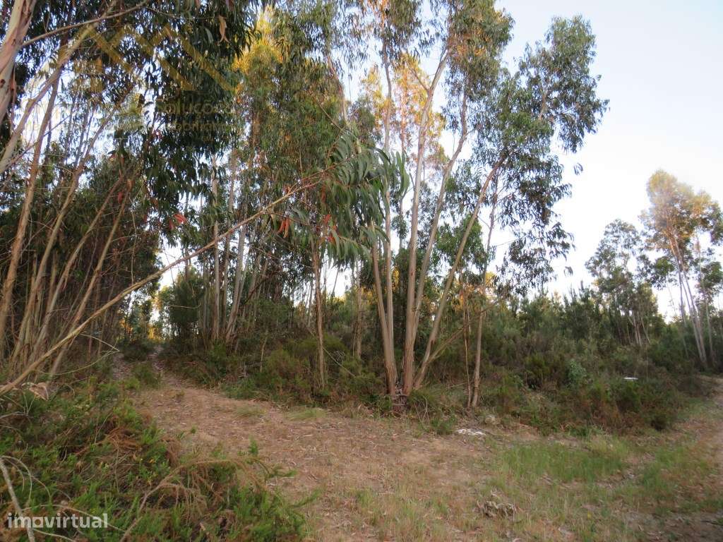 Terreno Rustico Ramalhal - Grande imagem: 4/6