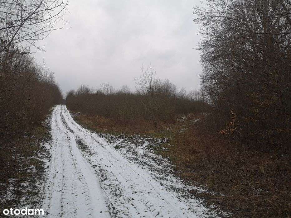 Działka 426/5 w Pręgowie Górnym - Pełny obrazek: 5/5