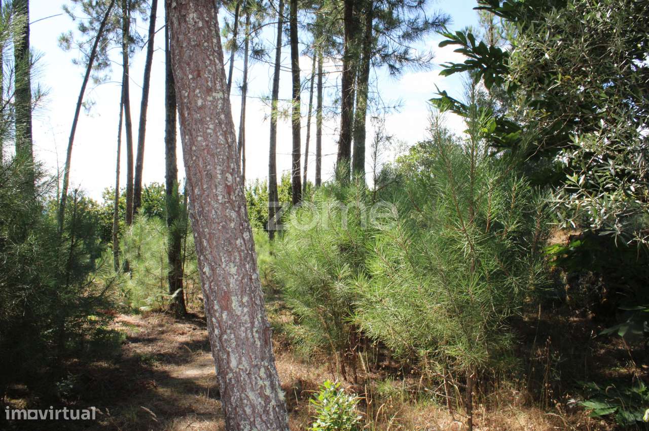 Terreno rural, agrícola, vinha, pinheiros mansos e olival - Grande imagem: 2/28
