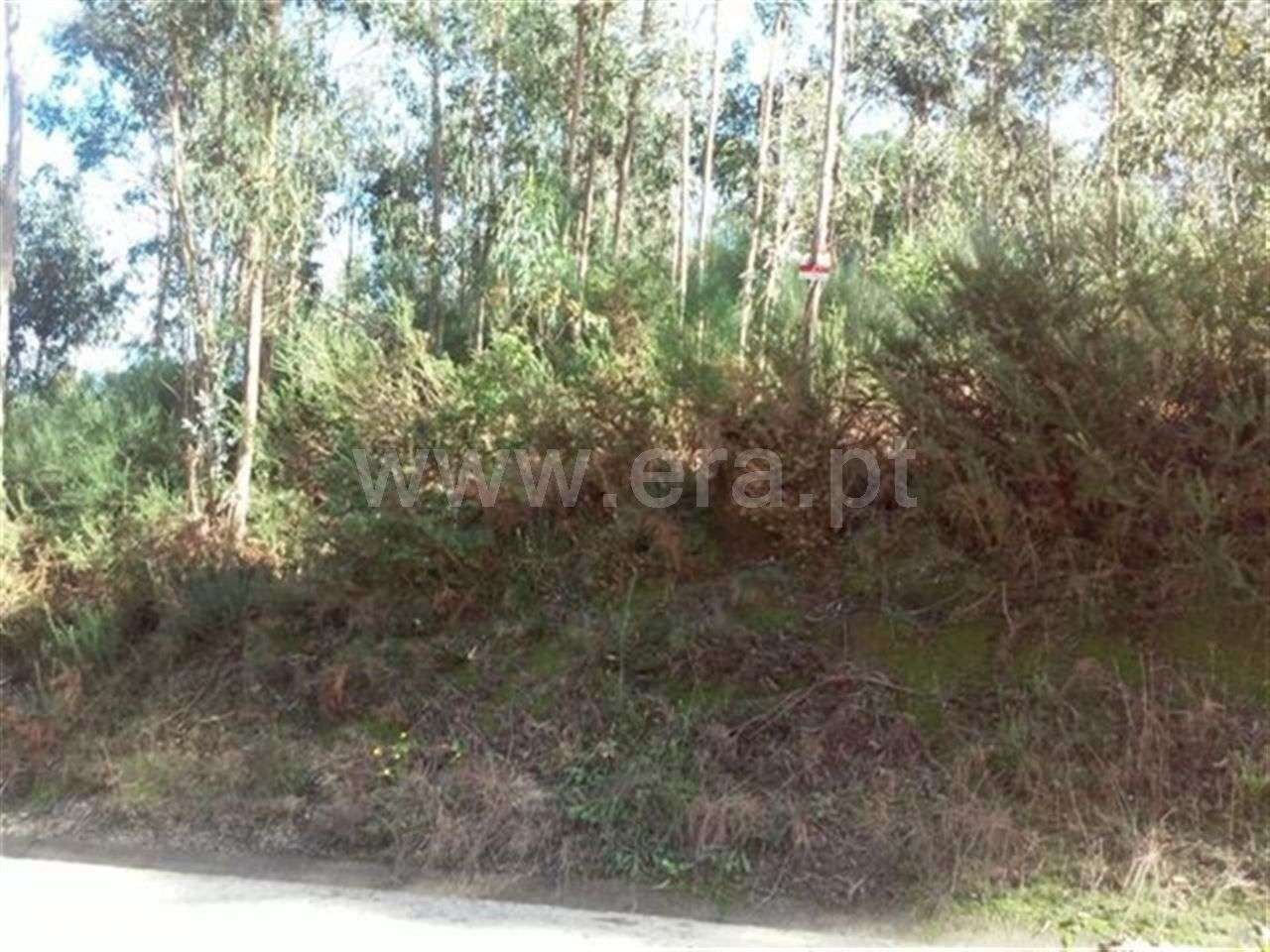 Terreno em Arnozela - Grande imagem: 2/3