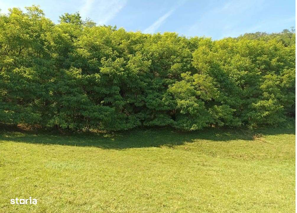 Proprietate plus 13 hectare teren la 25 km de Deva-14