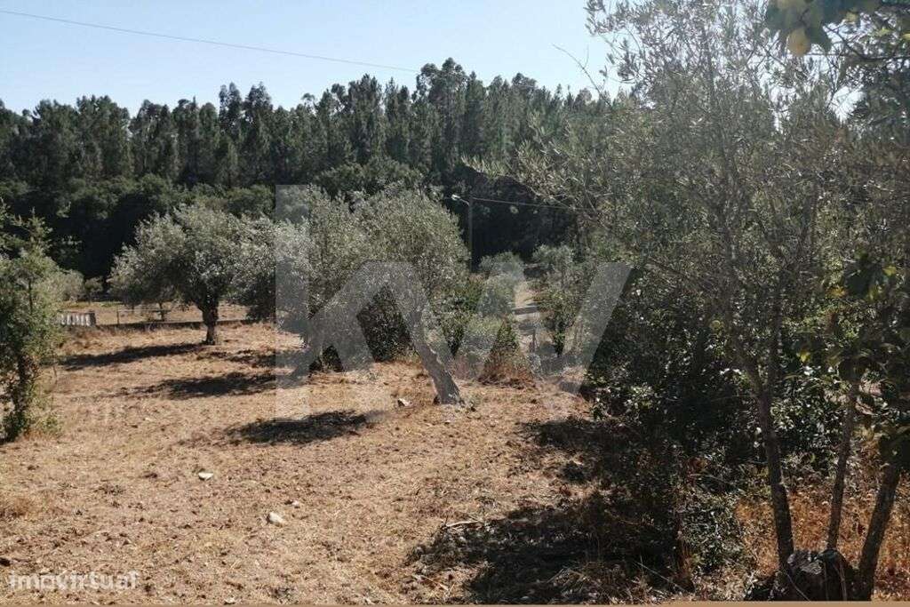 Terreno 2080 m2 Urbanizável - Entrevinhas, Sardoal - Grande imagem: 5/18
