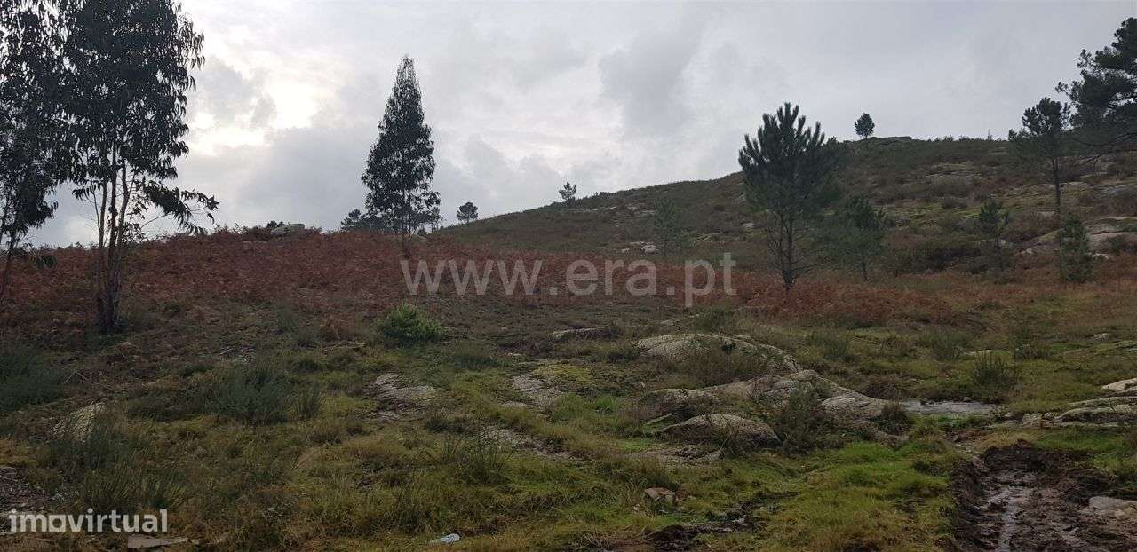 Terreno rústico em Quinchães - Grande imagem: 2/3