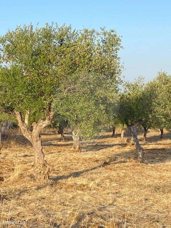 Terreno  para venda - Grande imagem: 4/12