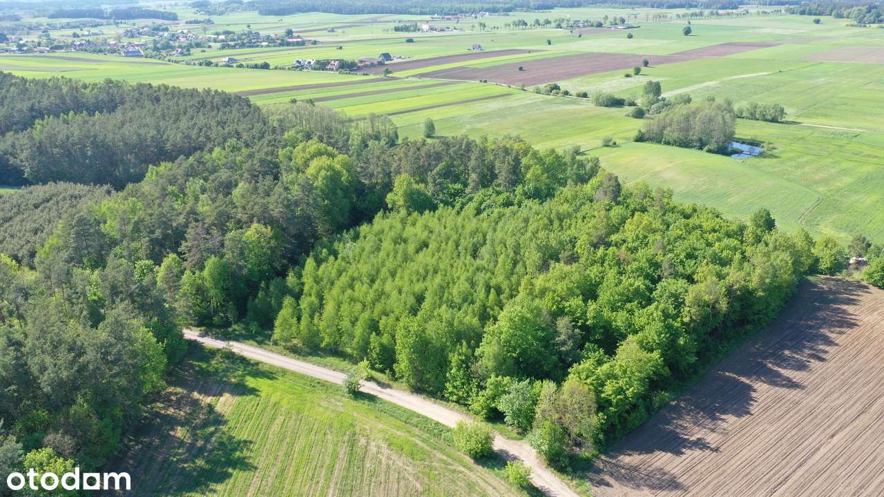 Super okazja - las w Starym Cydzynie w super cenie - Pełny obrazek: 4/9