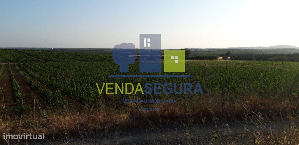 Vinha Nova e Olival Produtivo - Grande imagem: 2/3