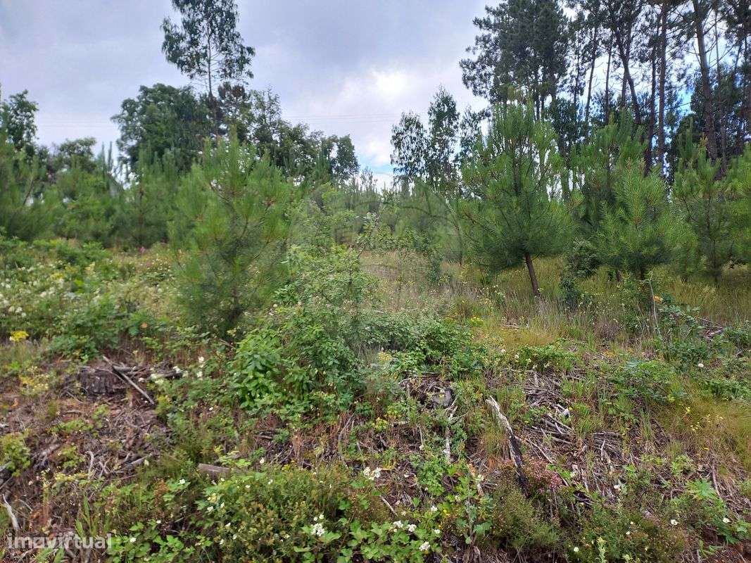 Quinta T0 para venda - Grande imagem: 2/12