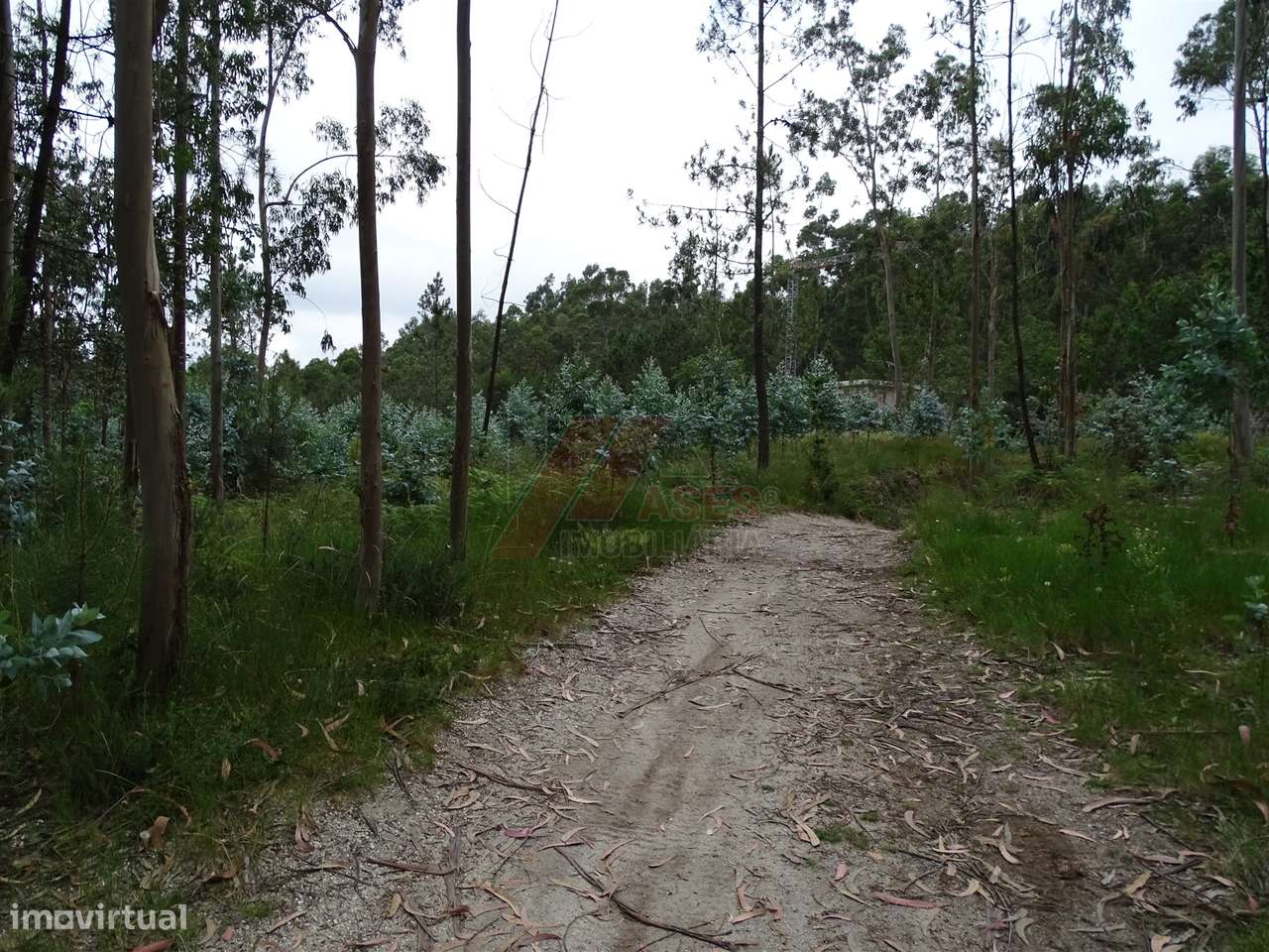 TERRENO COM ÓTIMAS ÁREAS EM SILVARES SÃO MARTINHO - FAFE! - Grande imagem: 4/20