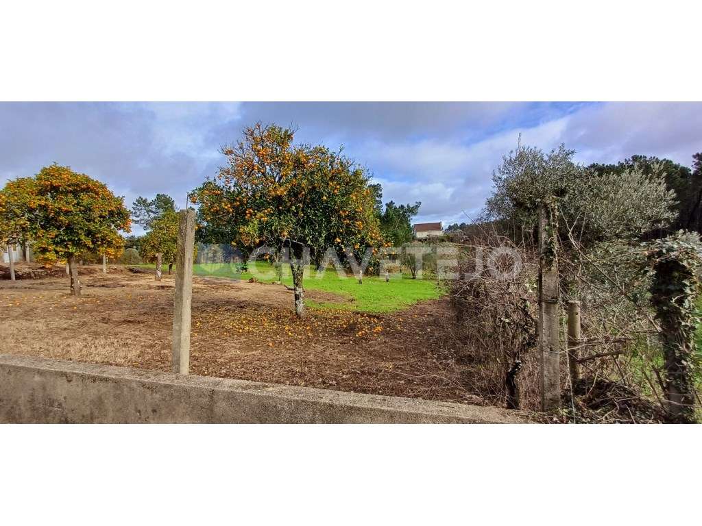 Casa Antiga Com Arrecadação e Terreno Para Recuperar, Cernache do B...-34