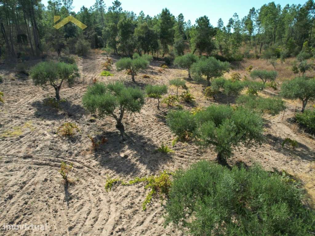Quintinha em Salgueiro do Campo, Castelo Branco - Grande imagem: 5/15