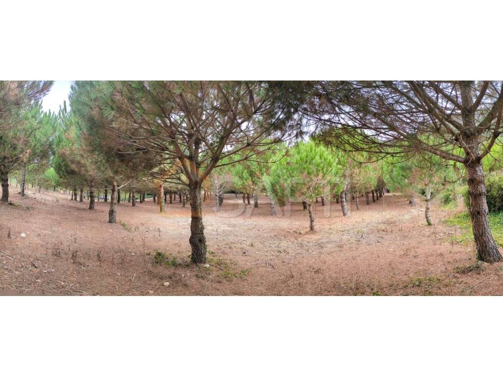 Terreno rustico com índice de construção para 2 moradias - Grande imagem: 4/19