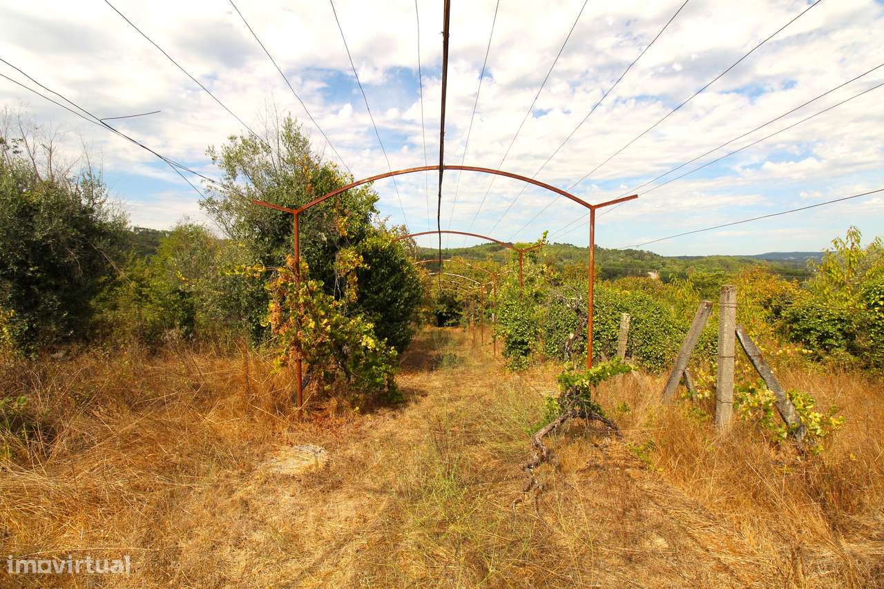 Quinta com 8.000 m² a apenas 10 km do centro de Viseu-38